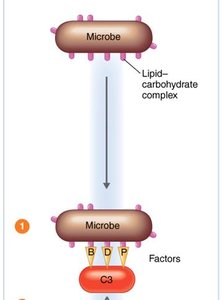 Alternative pathway: C3 activation by microbial surface