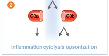 Lectin pathway: MBL binding to mannose on microbe