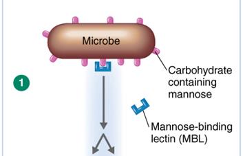 Lectin pathway: C2 and C4 cleavage