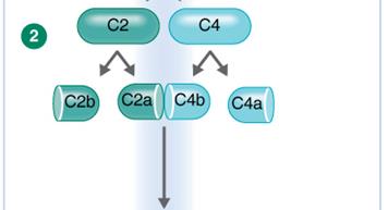 Lectin pathway: C3 cleavage and outcomes