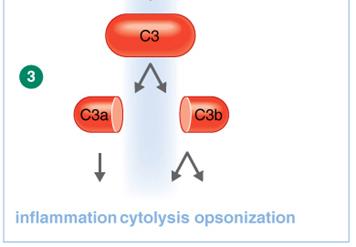 Cytolysis: MAC formation