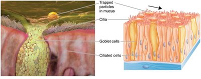 Ciliary escalator and mucous membrane structure
