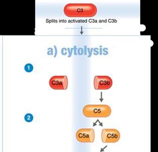 Cytolysis: MAC channel in membrane