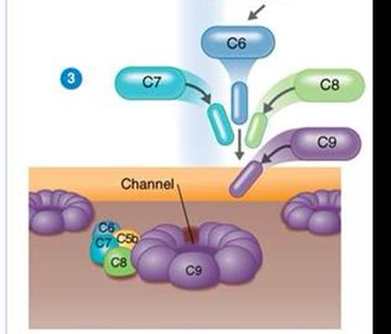 Opsonization: C3b coating microbe