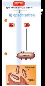 Opsonization: Phagocyte binding to C3b-coated microbe