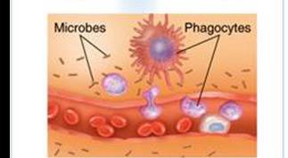 Inflammation: C3a and C5a acting on mast cell