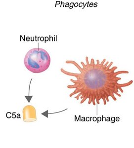 Inflammation: Mast cell releasing histamine