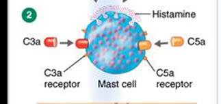 Inflammation: C3a and C5a attracting phagocytes