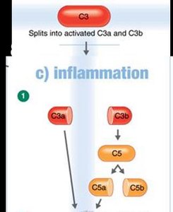 Inflammation: Phagocytes migrating to site