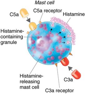 Inflammation: Phagocytes and microbes