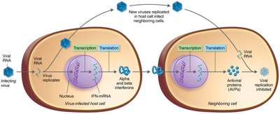 Antiviral action of alpha and beta interferons