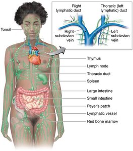 Human lymphatic system and major organs