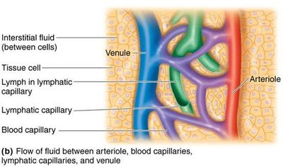 Flow of fluid between arterioles, capillaries, and lymphatic vessels