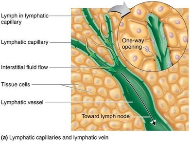 Lymphatic capillaries and one-way flow toward lymph nodes