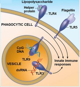 TLRs recognizing PAMPs on pathogens