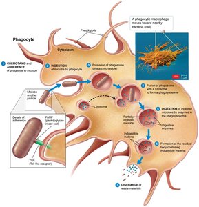 Mechanisms of phagocytosis evasion by microbes
