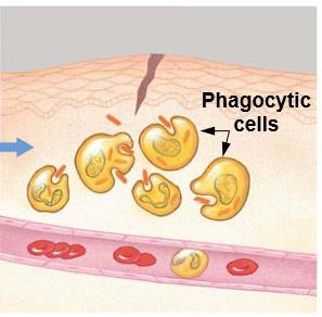 Phagocytic cells migrating to infection site