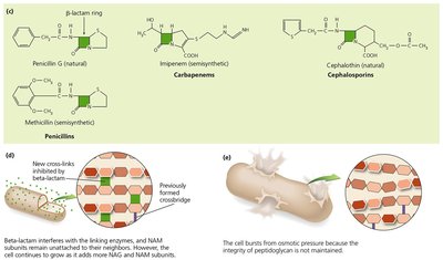 Beta-lactam antibiotics and their effects on cell wall synthesis