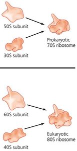 Prokaryotic and eukaryotic ribosome subunits