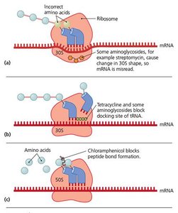 Mechanisms of protein synthesis inhibition by antimicrobials (part 1)
