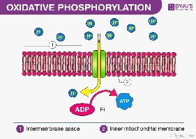 Diagram of oxidative phosphorylation showing ATP synthase, proton gradient, and ATP production across the inner mitochondrial membrane