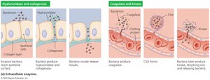 Diagram of extracellular enzymes and their effects