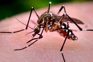 Mosquito as a vector for zoonotic diseases