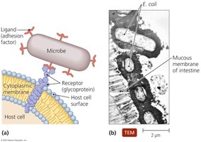 Diagram of microbial adhesion to host cell receptors