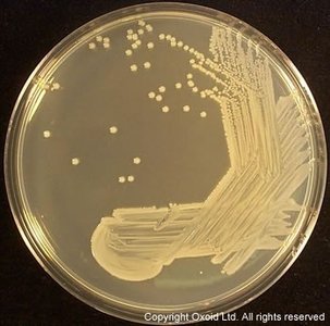 Staphylococcus colonies on agar plate