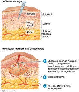 Tissue damage and vascular reactions in inflammation