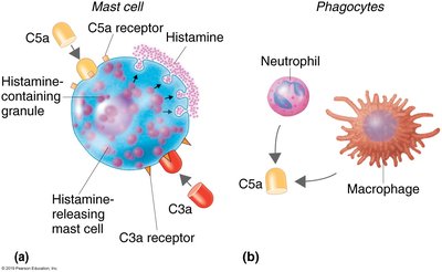 Complement proteins stimulating inflammation