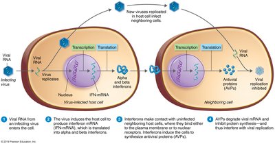 Mechanism of interferon action against viruses