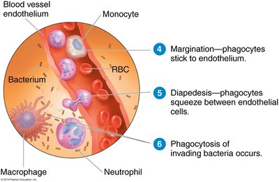 Phagocyte migration and phagocytosis during inflammation