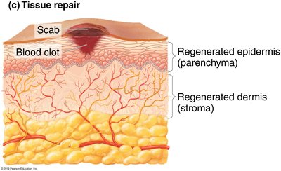 Tissue repair showing regenerated epidermis and dermis