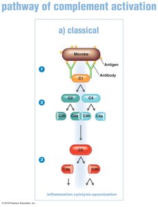 Classical pathway of complement activation