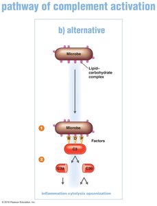 Alternative pathway of complement activation