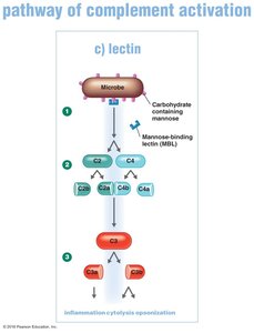 Lectin pathway of complement activation