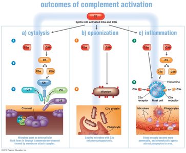 Outcomes of complement activation: cytolysis, opsonization, inflammation