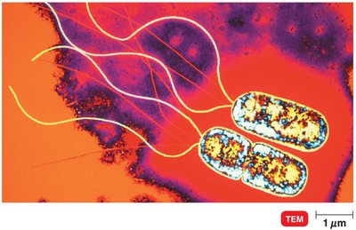 Pseudomonas cells with polar flagella