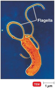 Helicobacter pylori with multiple flagella