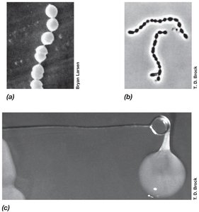 Streptococcus and Lactococcus cells
