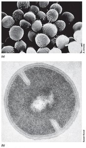 Staphylococcus cells under SEM and TEM