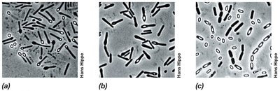 Endospore formation in Bacillus and Clostridium
