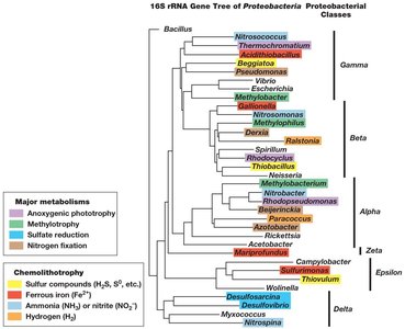 16S rRNA gene tree of Proteobacteria showing major classes and metabolic types