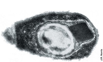 Bacillus thuringiensis crystal and endospore