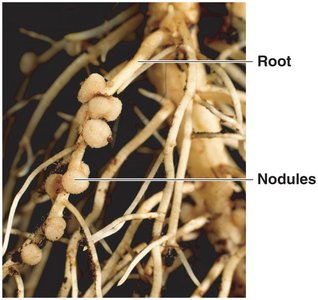 Root nodules formed by Rhizobium on plant roots