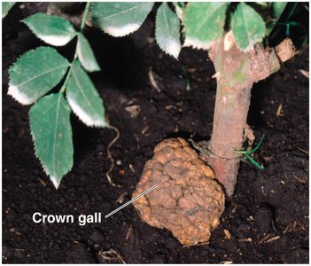Crown gall tumor caused by Agrobacterium on a plant stem