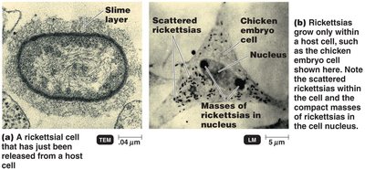 Rickettsia cells inside host cells