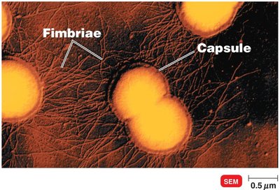 Neisseria cells with fimbriae and capsule