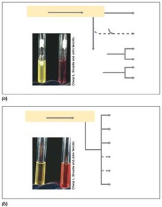 Fermentation tubes showing mixed-acid and butanediol fermentation